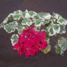 10PCS Warrenorth Smokey Quartz Zonal Geranium Seeds Ruby Tint Red Double Pelargonium Flowers