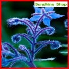 German imports of potted flowers sedum succulents seed radiation wonderful fleshy seed blue borage