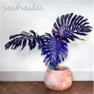 50 Pcs Rare Mixed Turtle Leaves Seeds Monstera Potted Plant Seed Turtle Leaves Perennial