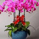 200 Pcs Orchid Flowers for Rooms, Indoor Perennial Flowers for Home and Garden