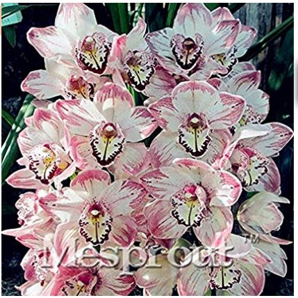 100 Seeds Cymbidium orchid Cymbidium seeds plant