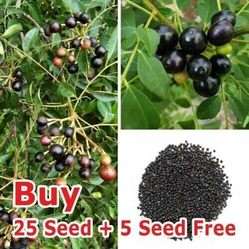Curry Leaves Seeds Curry Leaf Plant Kadi Patta Murraya Seeds 25 PCS
