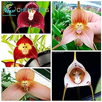 5pcs/Bag Mixed Colourful Monkey Face Orchid Plants Red Cream Potted Peru Flower Plants Orchis