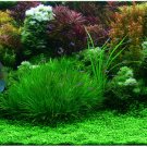Aquarium Grass Seeds Water Aquatic Plant Seeds (Mix Included 15 Kinds) 1000PCS/pack