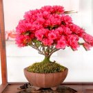 Bonsai Crape Myrtle Tree Red Flowers Seeds 30PCS (Rhododendron simsii)