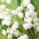 200PCS Rare Color Indoor Lily of The Valley Flowers Seeds Bell Orchid White Color