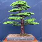 Tree Bonsai Resistant to Cold Evergreen Cedar Tree for Home Garden Planting Easy Genuine 100pcs