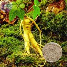 BELLFARM Chinese Ginseng seeds Ashwaganda, 6 Seeds, Professional Pack, heirloom herbs new