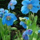 Corn Poppy Blue Sky Blue Purple Perennial Flowers Bonsai 100 Seeds