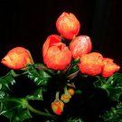 BELLFARM Geranium Seeds Conny Orange Perennial 'Red Blossom Rosebud' Series