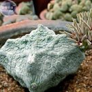 BELLFARM Pseudolithos cubiformis Seed, only one seed, rare imported bonsai succulent plant