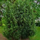 BELLFARM Juniperus Communis Seeds, 50 Seeds / Pack, Common Juniper Trees Evergreen Plants