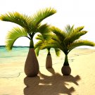 BELLFARM Exotic Bottle Palm Seeds, 20PCS/Pack, Professional Pack, Bonsai Tropical Ornamental