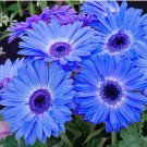 100Pcs/Pack Gerbera Daisy Seeds Majorette Blue Halo Fragrant Bellis Flower Seeds