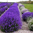 Hidcote Blue Provence Lavender, 20 seeds, fragrant cut flowers