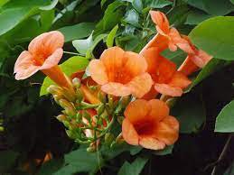 20pcs Campsis Seeds, Trumpet Vine, Trumpet Creeper Flower - DIY Home Garden D034 - (Color: 2)