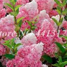 40pcs/ Bag Vanilla Strawberry Hydrangea Flower Seedsfor Planting Flower Bonsai or Tree Hydrangea