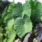 100 seeds Rare Giant Elephant Ear Colorful Exotic Tropical Foliage Plants