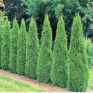 Cypress Trees 50 Seed Perennial Courtyard Conifer Seeds