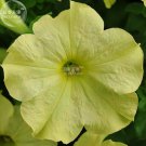 BELLFARM Petunia Sophistica Lime Green Flower Seeds, 200 seeds