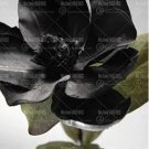 10 seeds Gaint Magnolia Seeds Beautiful Flowering Potted Tree