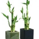 50 seeds Bamboo Choose Potted Seed Variety Complete Dracaena Plant