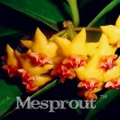 Hoya Kerrii 100 Seed (Hoya Kerrii) Family Seed Gardening Supplies Variety of Flower Seed