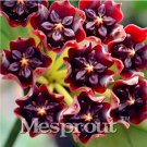 Hoya Kerrii 100 Seed (Hoya Kerrii) Family Seed Gardening Supplies Variety of Flower Seed