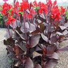 Colour Canna Lily 100 Seed Plant Beautiful Seed Flower
