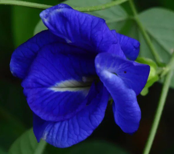 Clitoria ternatea Double Blue | Butterfly Pea | 10 Seeds