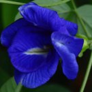 Clitoria ternatea Double Blue | Butterfly Pea | 10 Seeds