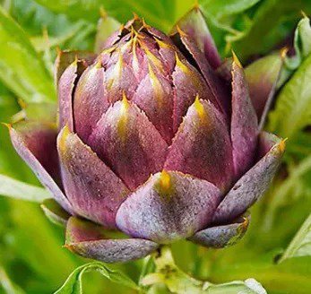 20 Seeds  Purple Romagna artichoke Cynara scolymus