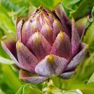 20 Seeds  Purple Romagna artichoke Cynara scolymus