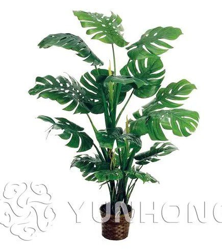 100pcs Philodendron Bonsai, Vine Leaf, Indoor Plants Anti Radiation Absorb dust Tree Bonsai
