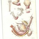 1864 - Pelvic organs: scrotum, penis, prostate, Dr. Joseph Nicolas Masse's