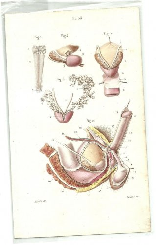 1864 - Pelvic organs: scrotum, penis, prostate, Dr. Joseph Nicolas Masse's