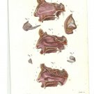 1864 - Sections of the nasal cavity, Dr. Joseph Nicolas Masse's