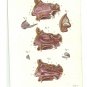 1864 - Sections of the nasal cavity, Dr. Joseph Nicolas Masse's