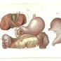 1864 - Stomach, duodenum and liver, Dr. Joseph Nicolas Masse's