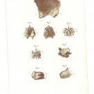 1864 - Handcolored steel engraving, Petit Atlas complet d'Anatomie descriptive