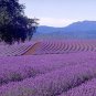100% Genuine Bulgarian Lavender Oil (OTTO) Perfume Vial 10x2ml EU made