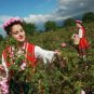 Biofresh HAND CREAM "ROSE OF BULGARIA" With Natural Rose Water 75 ml