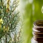 EvTERPA TEA TREE ESSENTIAL OIL 10 ml