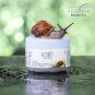 VB 50 ml Active whitening face cream with a garden snail extract