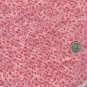Sewing Fabric Cotton Small Print Leaves on Rose 1.66 yd    No 184