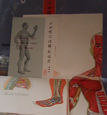 Books - Anatomical Charts of the Acupuncture Points and 14 Meridians - Full Size