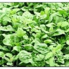 200 Giant Noble Spinach Seeds  Fresh Garden Seeds NON-GMO