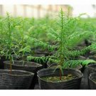 100 pcs Bigger Plastic Bowl Garden Plant Nutrition Pots Flower Nursery