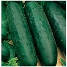 10 pcs Marketmore 76 Cucumber Seeds | NON-GMO | Fresh Garden Seeds