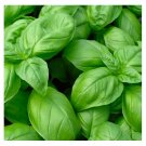 3000 pcs Genovese Basil Seeds | NON-GMO | Fresh Garden Seeds